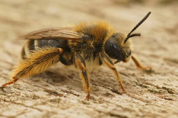 Kahverengi saçlı, uzun boynuzlu dişi arı, Eucera formu Güney Fransa 'da bir odun parçasının üzerinde oturuyor.