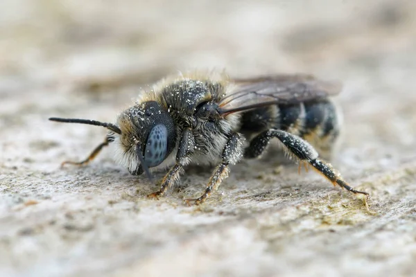 Közelkép Egy Virágporral Borított Ritka Spined Mason Bee Osmia Spinulosa — Stock Fotó
