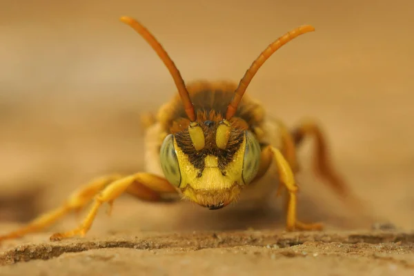 Closeup Frontal Macho Amarelo Cleptoparasita Lathbury Nomad Bee Nomada Lathburiana — Fotografia de Stock