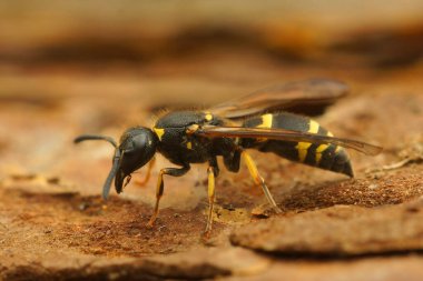 Renkli sarı bir karatavuk arısına yakın plan, Ancistrocerus nigricornis ağaçta, bahçede.