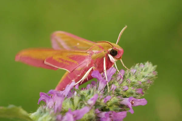 Colorido Primer Plano Polilla Halcón Elefante Rosa Grande Deilephila Elpenor — Foto de Stock