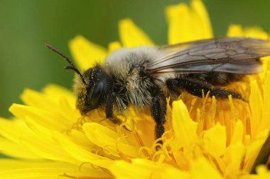 Dişi gri sırtlı madenci arı, Andrena Vaja sarı bir karahindiba, Taraxacum officinale, baharda çiçek içinde oturuyor.