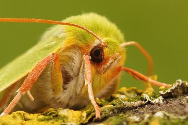 Zümrüt yeşili güve güvesinin yüz görüntüsü, Pseudoips prasinana bir tahta parçasının üzerinde oturuyor.