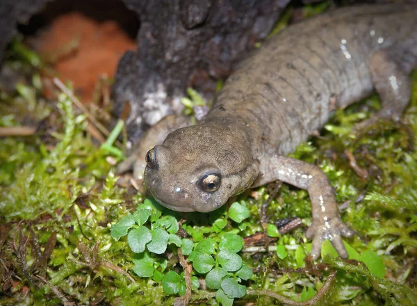 Closeup Female Critically Endangered Semirechensk Salamander Ranodon Sibericus Endemic Russia — Stockfoto