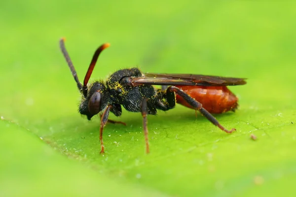 Close Van Een Volledig Rood Gekleurde Fabricious Nomad Bij Nomada — Stockfoto