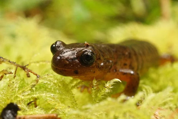 Frontal Close Endangered Southern Torrent Salamander Rhyacotriton Variegatus Green Moss — Fotografia de Stock