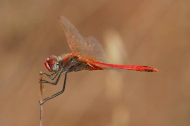 Güney Fransa 'da bir dalda asılı duran renkli bir erkek göçmen yusufçuk sineğine yakın plan.
