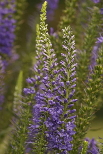 Colorul Blue Vertical Closeup Culver Root Veronicastrum Virginicum Garden — Stockfoto
