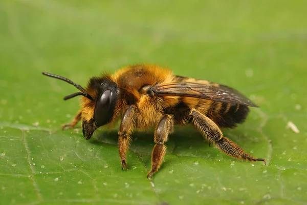 Close Een Bruin Harig Vrouwtje Willughby Bladsnijbij Megachile Willughbiella Zittend — Stockfoto