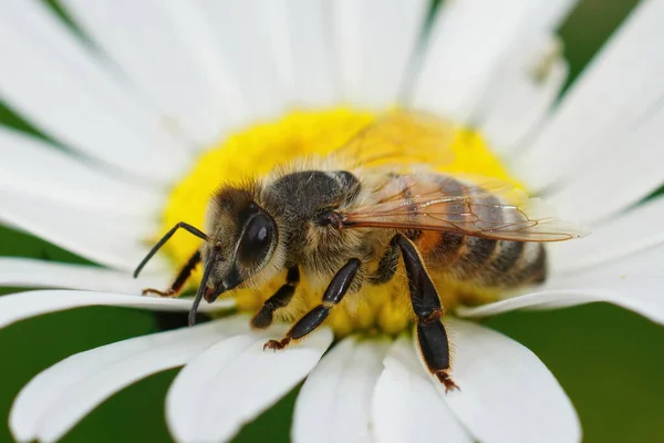 Detailed Closeup European Honey Bee Apis Melifera Sipping Nectar Oxeye — Zdjęcie stockowe