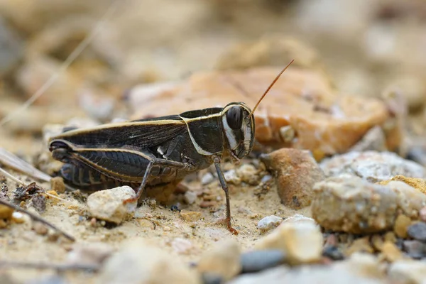 Närbild Vacker Färgad Barbar Gräshoppa Calliptamus Barbarus Från Gard Frankrike — Stockfoto