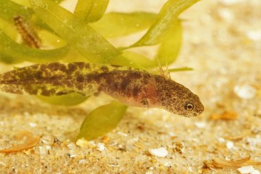 Hokkaido semenderi Hynobius 'un koyu renkli larvalarına yakın çekim, su altında Japonya' ya özgü.