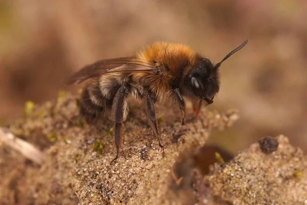 Closeup Hairy Fluffy Female Endangered Nycthemeral Miner Andrena Nycthemera Sitting — Stockfoto