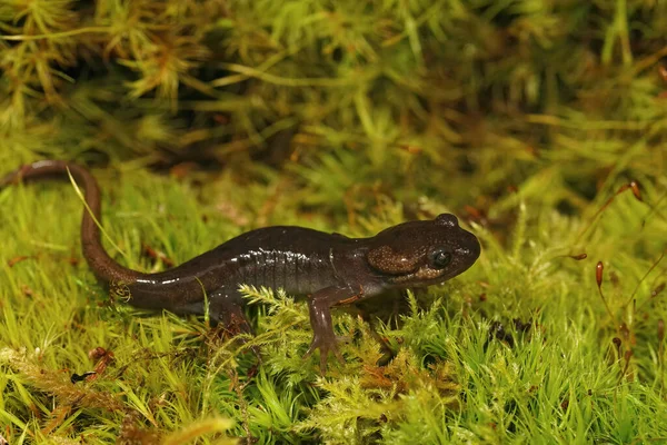 Primer Plano Una Salamandra Juvenil Marrón Del Noroeste Ambystoma Gracile —  Fotos de Stock