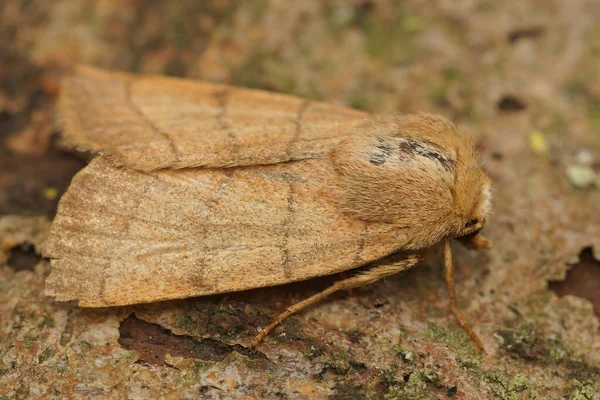 Closeup Lightbrown Trebble Lines Moth Charanyca Trigrammica Sitting Piece Wood — Stok fotoğraf