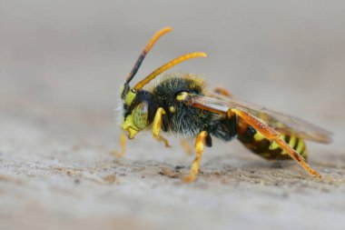 Closeup on a male kleptoparasite Painted Nomad bee, Nomada fucata , sitting on a piece of wood in the garden