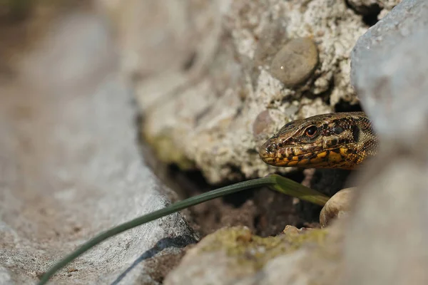 Closeup Fearful Looking Common Wall Lizard Podarcis Muralis Peaking Out — Stockfoto