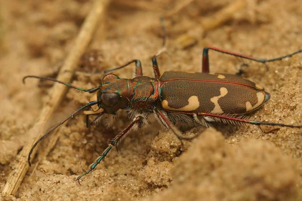 Closeup Brown Northern Dune Tiger Beetle Cicindela Hybrida Sand — Foto Stock