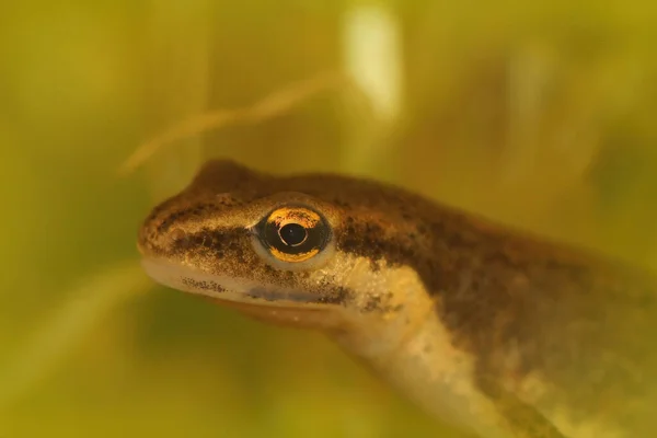 Closeup Head Adult Female Common Smooth Newt Lissotriton Vulgaris Underwater — Stok fotoğraf