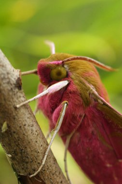 Vertical close of he colorful pink or large elephant hawk moth , Deilephila elpenor