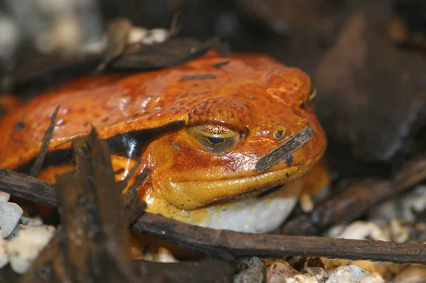 Closeup Adult Orange Dyscophus Guineti Tomato Frog Sitting Ground — Φωτογραφία Αρχείου