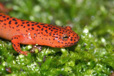 Closeup on the attractive, colorful Blue Ridge Red Salamander, Pseudotriton ruber on green moss