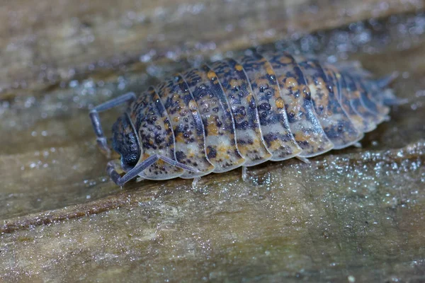 Closeup Colorful Rathke Woodlouse Trachelipus Rathkii Sitting Piece Wood Garden — Zdjęcie stockowe