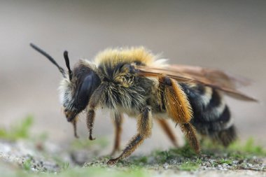 Detailed closeup of a female White bellied Mining Bee , Andrena gravida on a piece of wood in the garden