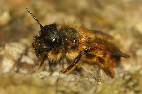 Closeup Female Red Mason Bee Osmia Rufa Sitting Ground Cleaining — Foto Stock