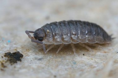 Closeup on a common rough woodlouse, Porcellio scaber, on a piece of wed cardboard in the garden