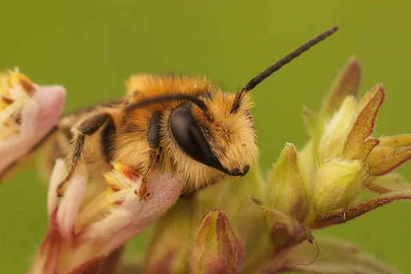 Closeup Male Rare Red Bartsia Bee Melitta Tricincta Hostplant Field — Stock Fotó