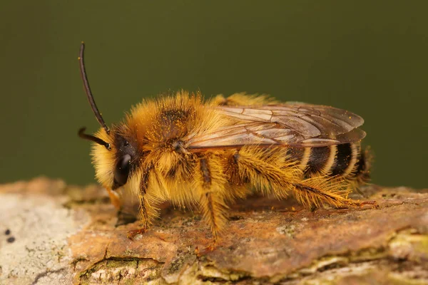 Closeup Male Pantaloon Bee Hairy Legged Mining Bee Dasypoda Hirtipes — Stok fotoğraf