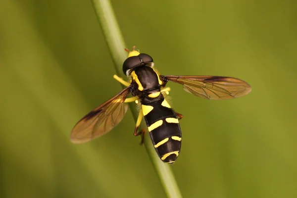 Primer Plano Una Colorida Hoverfly Hormiga Colina Una Rama Verde —  Fotos de Stock