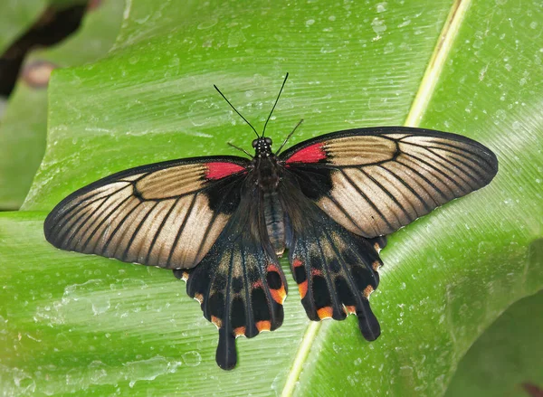 Closeup Colorful Tropical Butterfly Open Wings Banana Leaf Knokke Belgium — стоковое фото