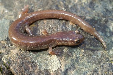 Closeup on a male of the rare, endangered Scott Barr salamander, Plethodon asupak, having a very restricted range in Siskiyou County, California sitting on a stone