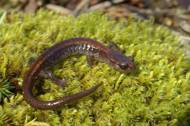 Closeup on a colorful red juvenile of the rare, endangered Scott Barr salamander, Plethodon asupakendemic to North California , sitting on moss
