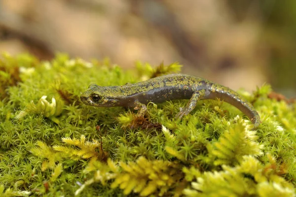 Closeup Green Juvenile Endangered Limestone Salamander Hydromantes Brunus Merced River — Fotografia de Stock