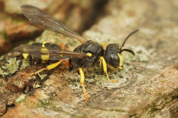 Closeup on an Ornate tailed digger wasp, Cerceris rybyensis, sitting on wood — Stockfoto