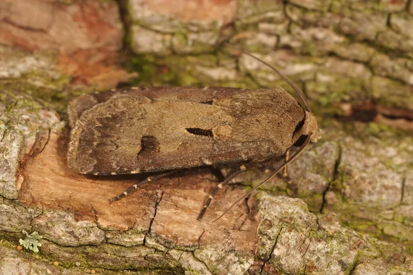 Closeup of the brown Heart and dart moth, Agrotis exclamationis on a piece of wood — Zdjęcie stockowe