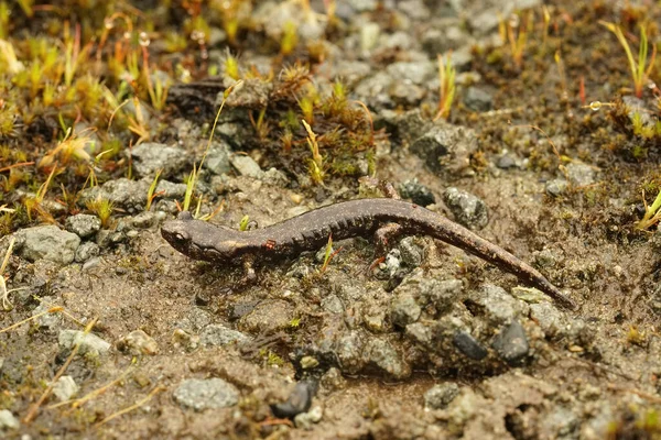 Closeup of a colorful adult Clouded salamander, Aneides ferreus wandering in the open — Stockfoto