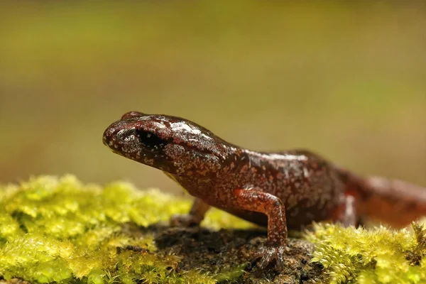 Closeup on a colorful juvenile Ensatina eschscholtzii salamaander from Northern California sitting on moss — Foto Stock