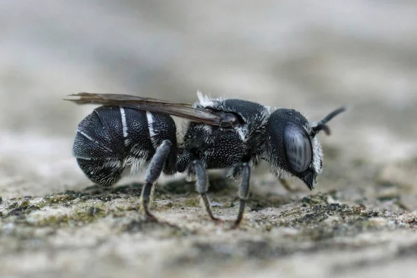 Primer plano de una abeja hembra de resina pequeña, Heriades crenulatus en Gard, Francia —  Fotos de Stock