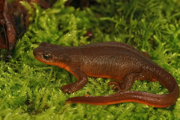 Closeup on an adult brown gravid female Rough skinned newt, Taricha granulosa sitting on moss — Stockfoto