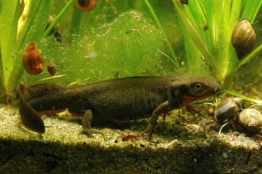 Closeup on an adult Fuding fire-bellied newt, Cynops fudingensis