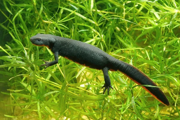 Closeup on an adult female Chinese fire-bellied newt, Cynops orientalis , underwater — стоковое фото