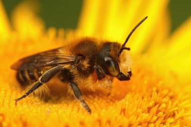 Dişi bir Willughby yapraklı arı, Megachile willughbiella, Inula resmi makamının sarı çiçeğinin üzerinde oturuyor.