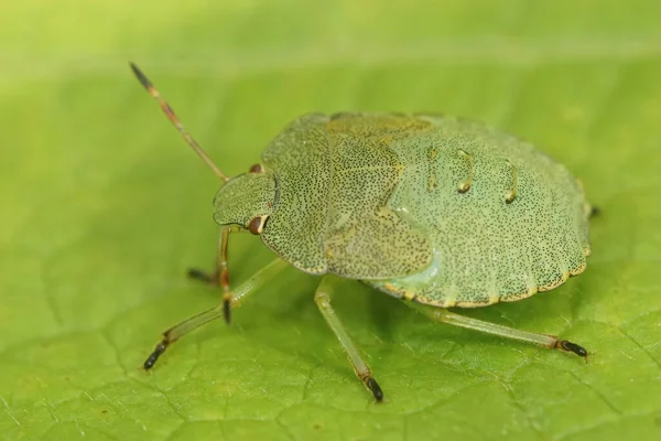 Cerca de una ninfa del insecto escudo verde, Palomena prasina sentado en una hoja verde — Foto de Stock