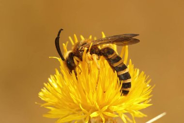 Geniş bantlı, büyük bantlı bir erkek arı olan Halictus scabiosae, tarlada sarı bir yıldız dikenli çiçeğin üzerinde oturuyor, Centaurea gündönümü