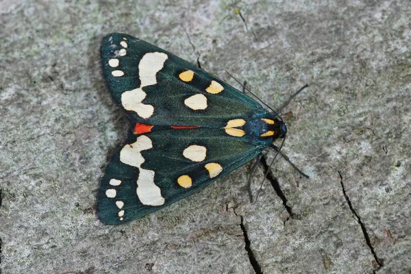 Крупный План Металлической Синей Красочной Алой Тигровой Моли Callimorpha Dominula — стоковое фото