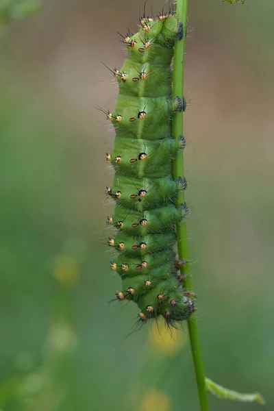 在一只大的绿色尖尖的帝蛾毛毛毛虫上的垂直特写 土星斑鸠挂在田里的草稻草上 — 图库照片